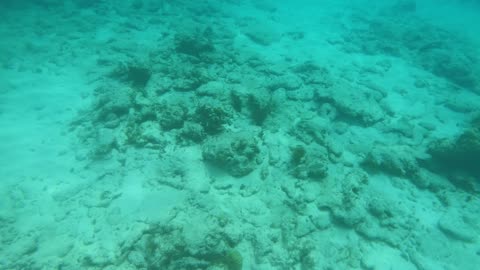 Spotted: Bar Jack snorkeling at Hawksnest Bay, St John USVI