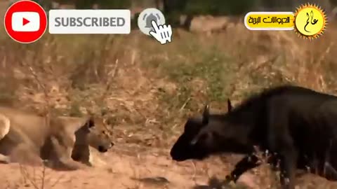 animals