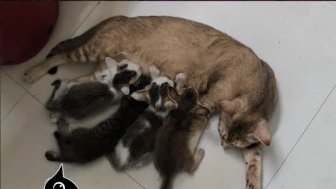 Abyssinian Cat Mama feeding & grooming her kittens