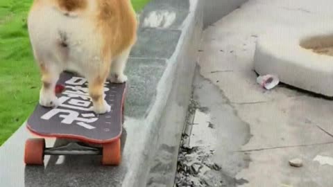 The dog is skateboarding on narrow steps.