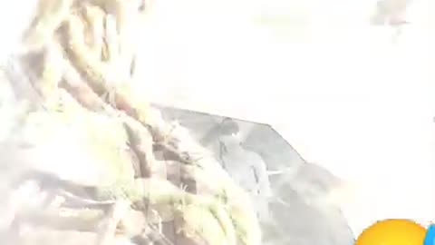Rocket and Groot funny movie scene