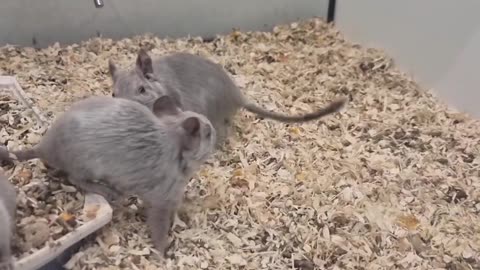 🤣🐹 Two Degus, One Epic Battle! Who Will Win? | FunFM