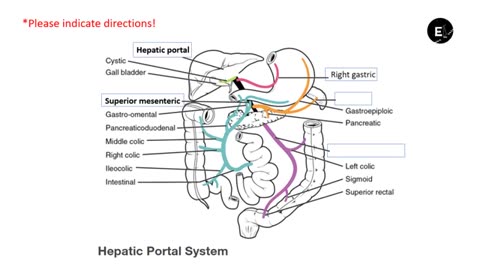Practice identifying blood vessels of the brain, heart, and body