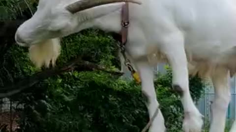 かわいい山羊さんの芽衣ちゃんの映像