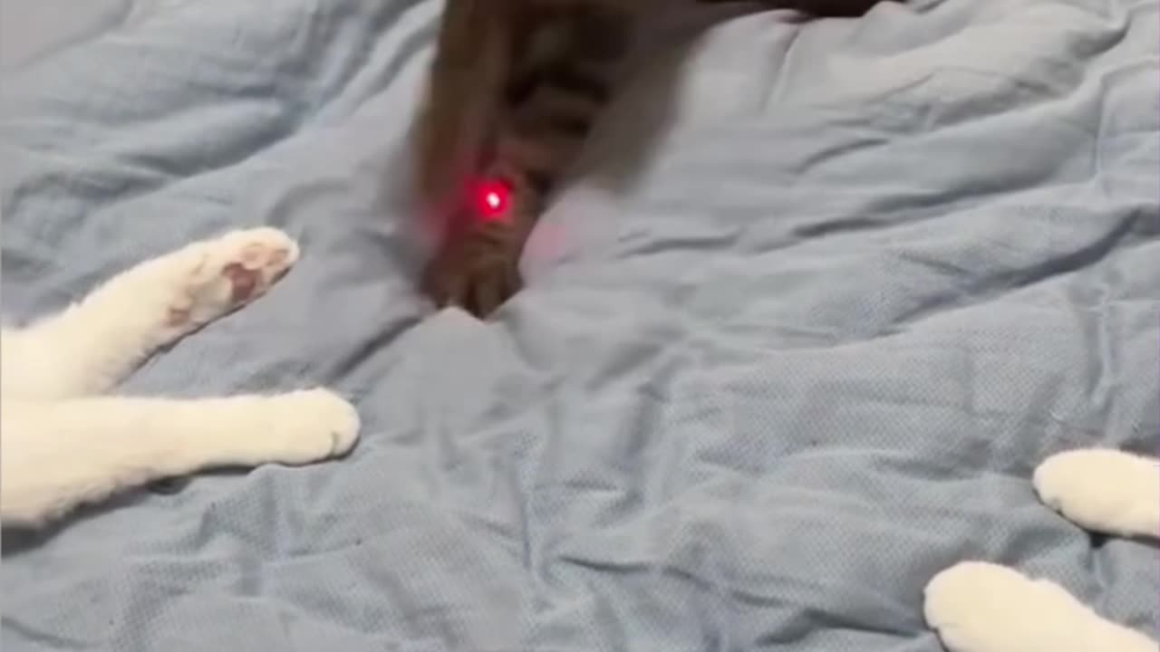 That noise sent me 😭🐾 😂