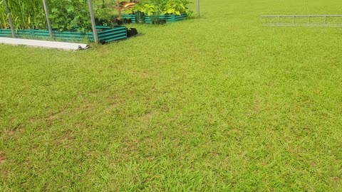 8 Baby Chicks and a request for your help on the garden