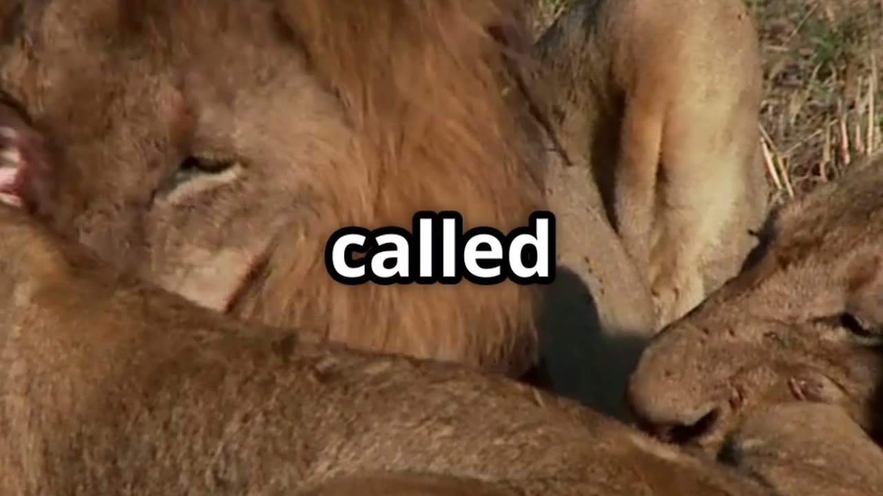Top 10 Amazing Lion Facts | Roar, Pride Life, Hunting & Survival Secrets