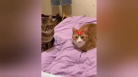 dramatic, funniest cat moments ever