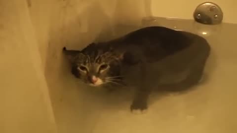Cat Meows Underwater
