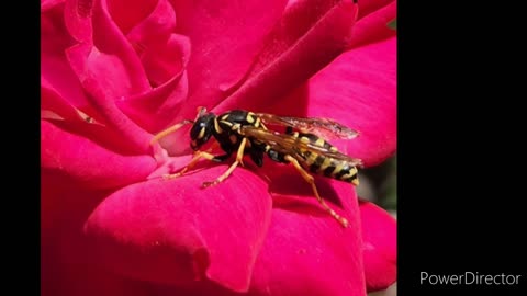 Conversation With a Wasp 08/25/2022