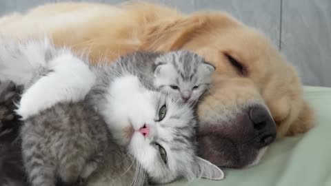Mom Cat Summons Golden Retriever to Soothe Crying Kitten! 🐱🐶 Tearjerker Moment #ViralPets