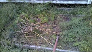 SZ:6 EP:7 Planting Garlic Like No Other