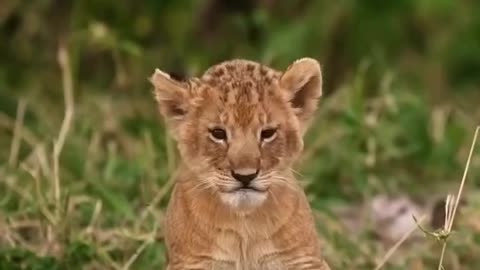 Soo cute.. Baby Cub..