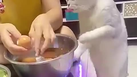 Funny Animal Videos