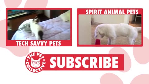 Funny Cats Compilation