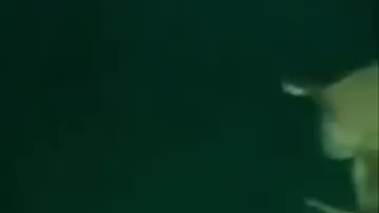 Bigfin Squid Bermuda Triangle
