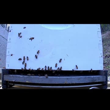 New Camera on Hive 2