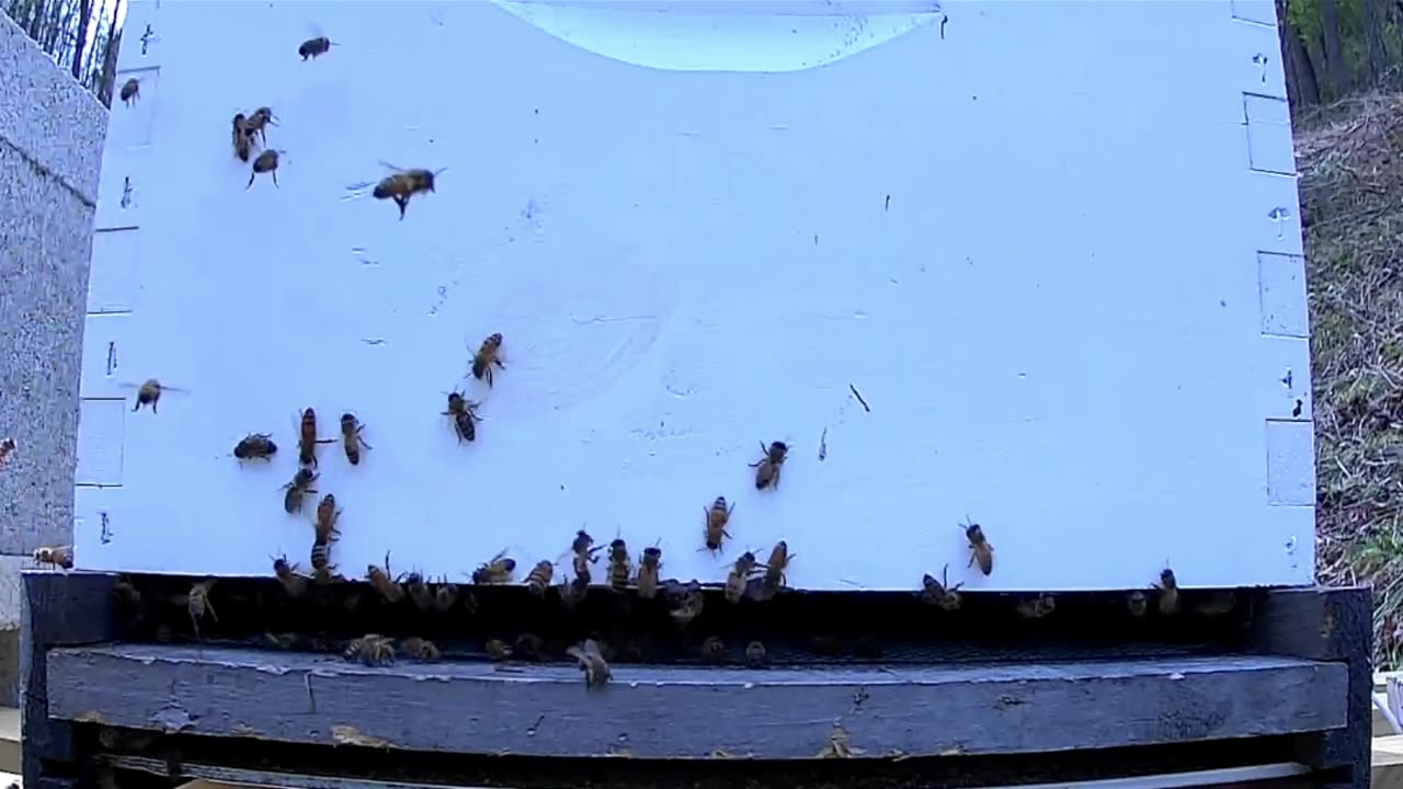 New Camera on Hive 2