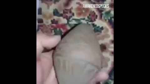 古代エジプトの石器。