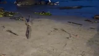 Vaca muerta en orilla de la playa de Castillogrande