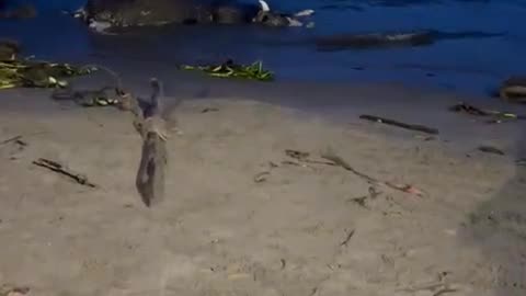 Vaca muerta en orilla de la playa de Castillogrande