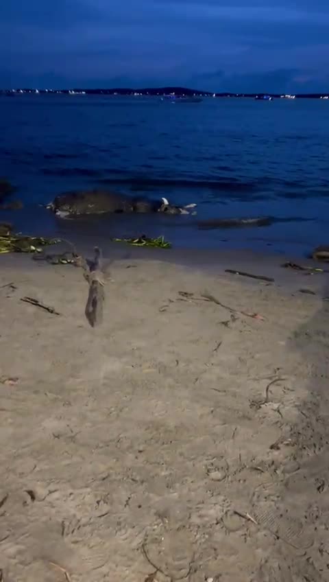Vaca muerta en orilla de la playa de Castillogrande
