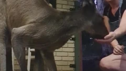 Kangaroo diaries only in Australia 🇦🇺