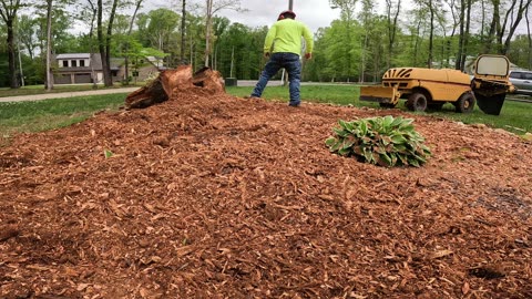 Stump Grinding an Oak Stump in Hazel Green