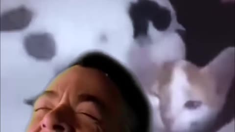 sassy cats and goofy dogs