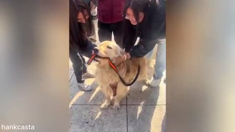 funny videos