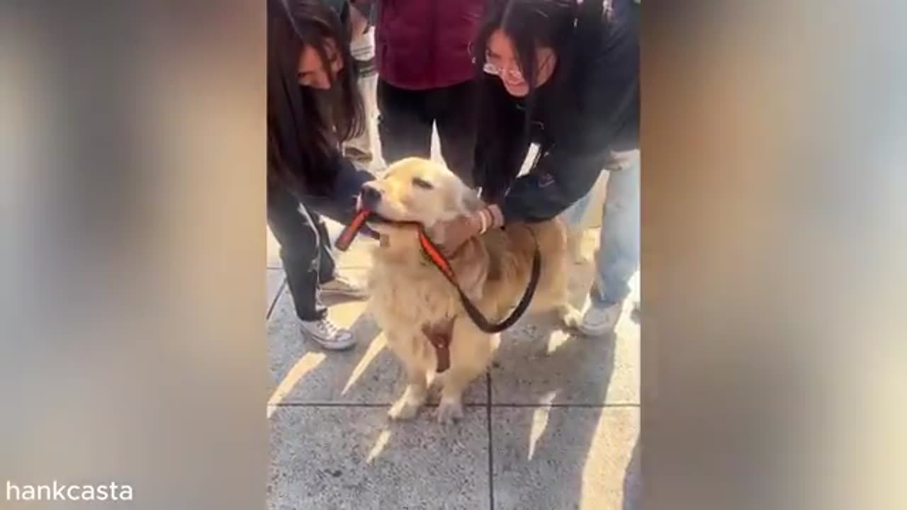 funny videos