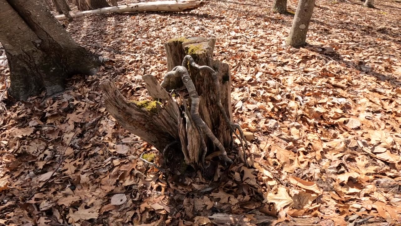 Rad Roots