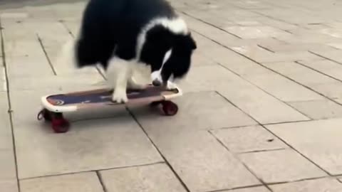"This Dog Just Outskated Half the Park! 😂🛹"