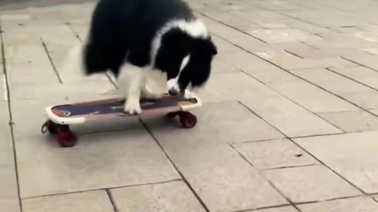 "This Dog Just Outskated Half the Park! 😂🛹"