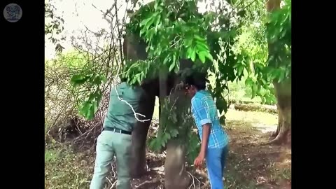 Man Saves Sick Crying Elephant, What Happens Next Is Unbelievable