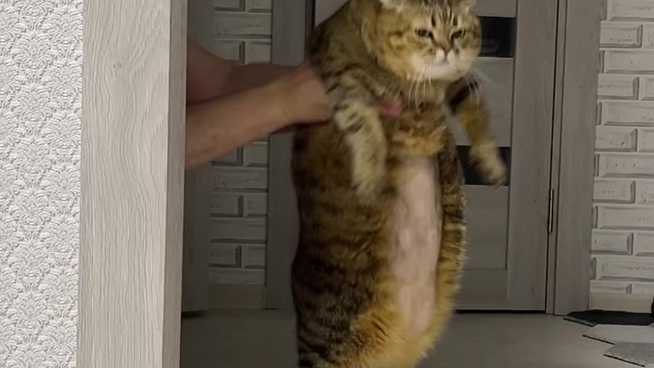 funny cat vedios