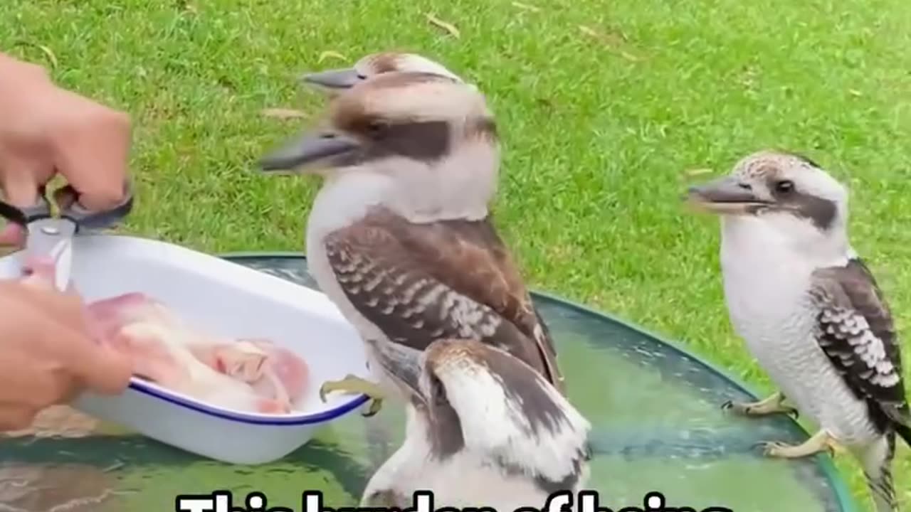 Never Rescue This Bird! 🚫🐦 Here’s Why...🤔😯😊