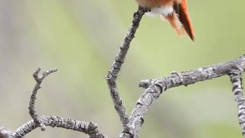 Allen`s Hummingbird in 4K