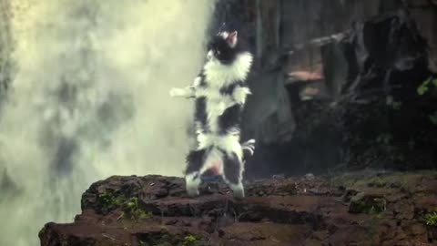 Funny dance video of animals