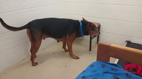 McNulty 6y A872654 energy, searchin 4 agreeable groove@TRN, from kennel 104 PACC shelter20250713843