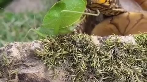 😂🐢 Turtle's Unexpected Catch! You've Got to See This! | FunFM