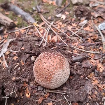 Common Puffballs