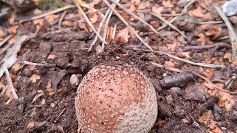 Common Puffballs