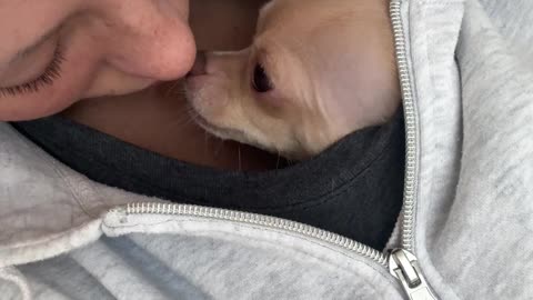 Chihuahua Wants To Sleep In Shirt