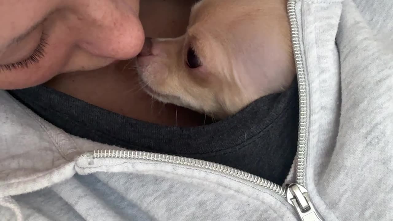 Chihuahua Wants To Sleep In Shirt