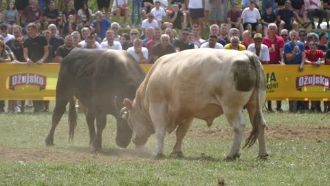 Tayson od Tonija i Tome vs Zlatonja od Braće Bešlić Gorica 2025