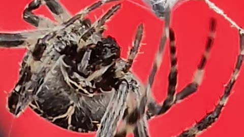 Spider Wrapping Up Dinner