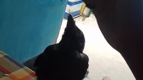 Feeding medicine to rescue Crow Baby
