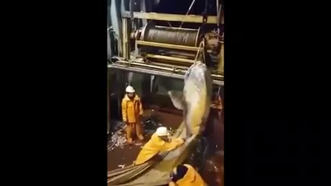 Ces pêcheurs ont attrapé un poisson énorme dans leur filet