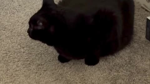 Cute Precious Piper Does a Bedroom Carpet Inspection - Adopting a Cat from a Shelter Vlog #shorts